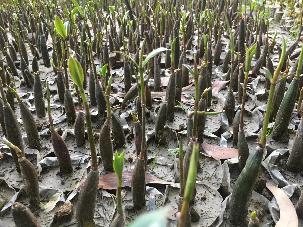 Young mangrove saplings growing in the nursery