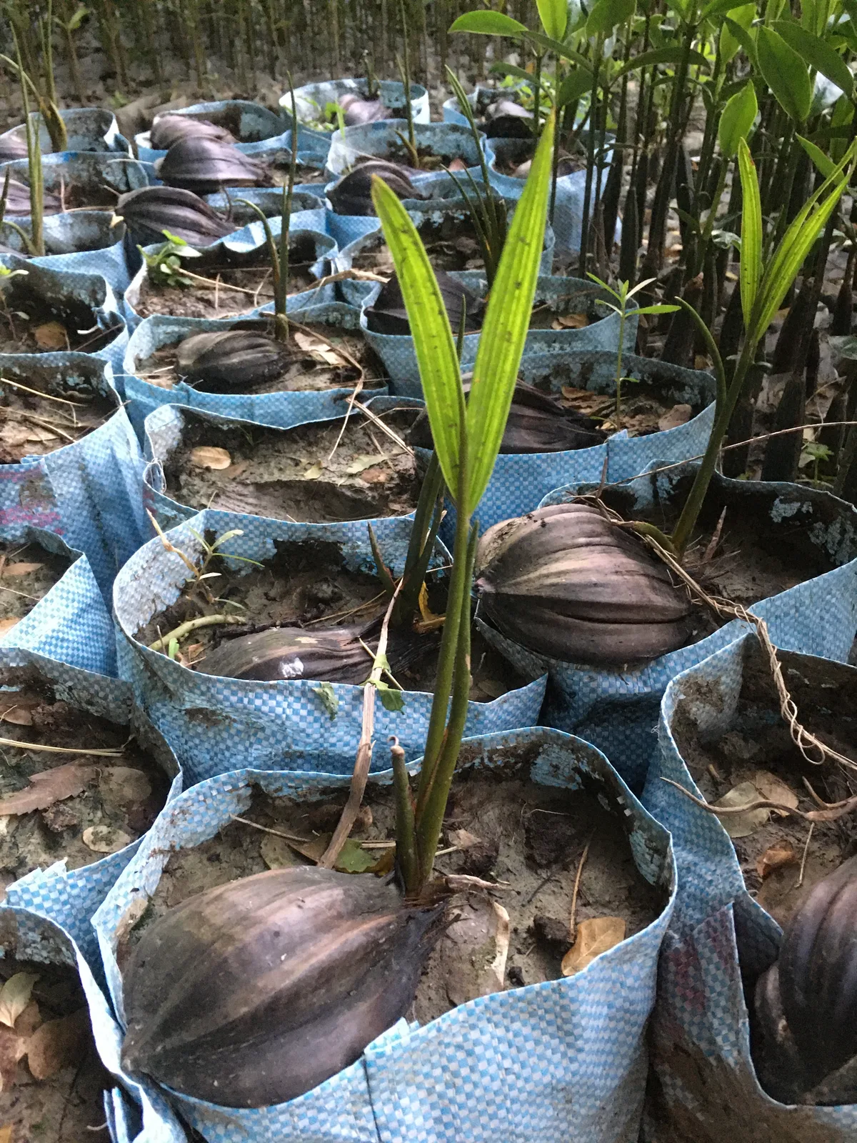 Young mangrove saplings growing in the nursery