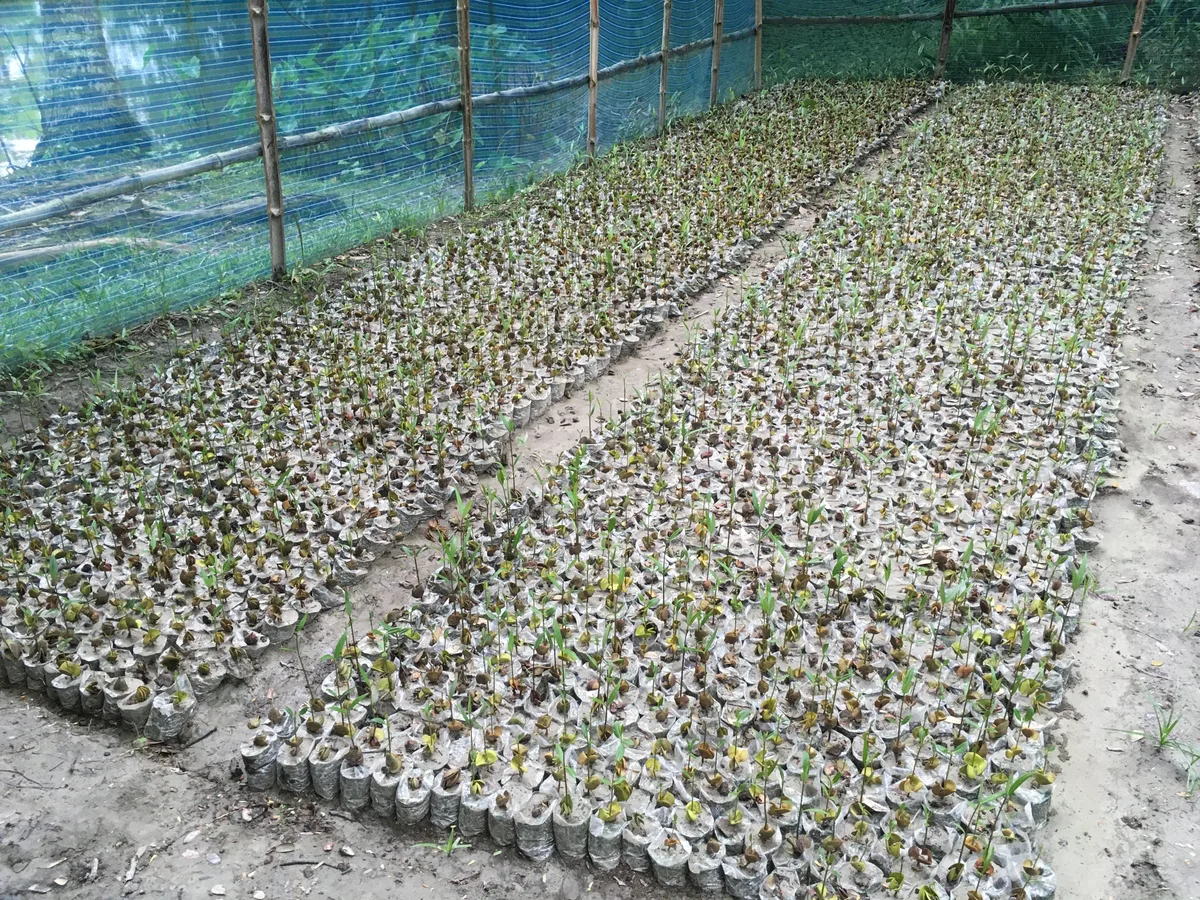Wide view of mangrove saplings in the nursery
