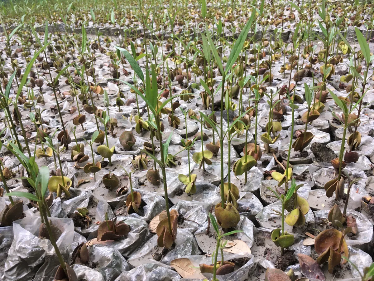 Mangrove saplings in the nursery from a different angle