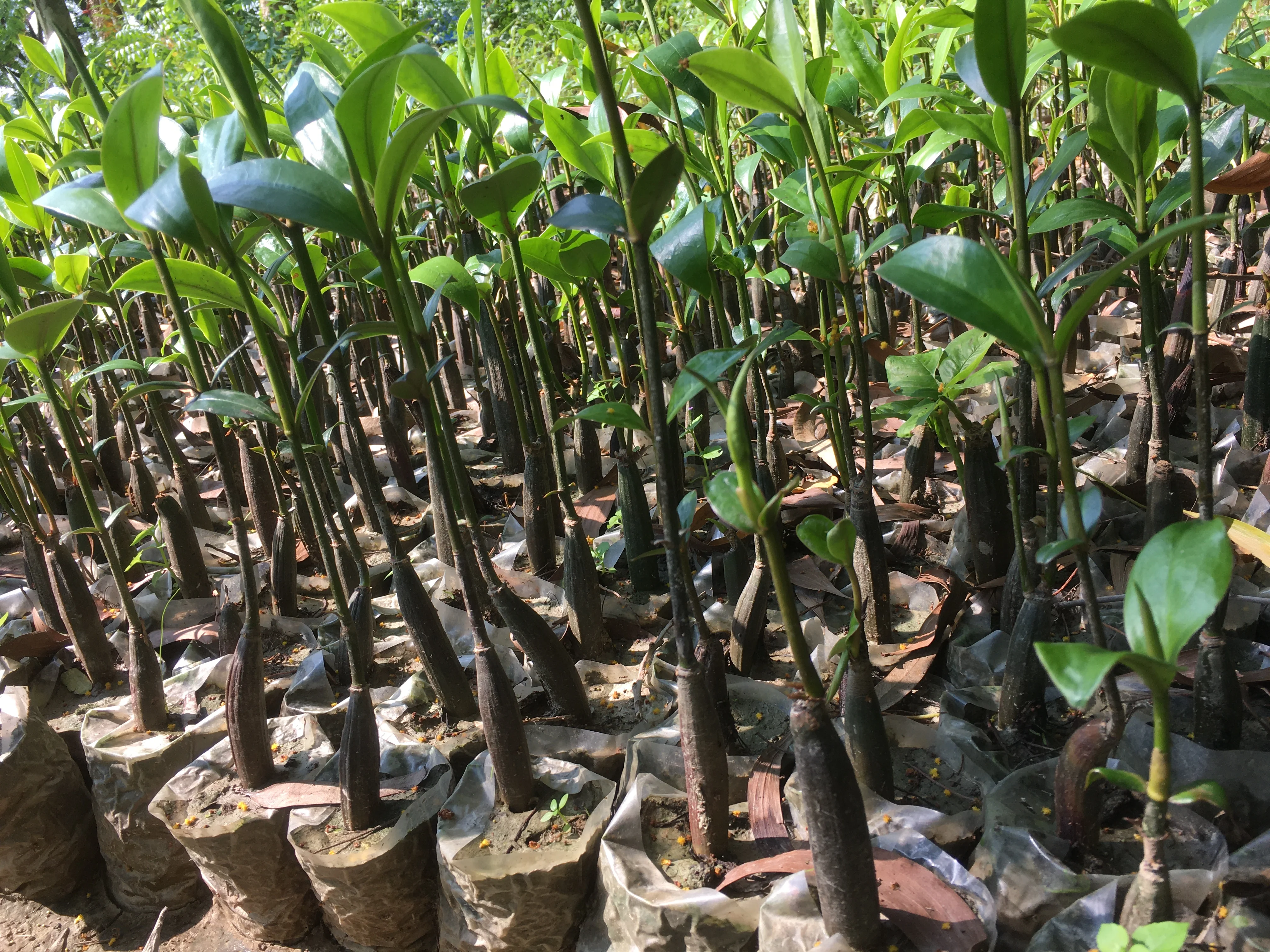 Mature mangrove saplings transferred to larger pots