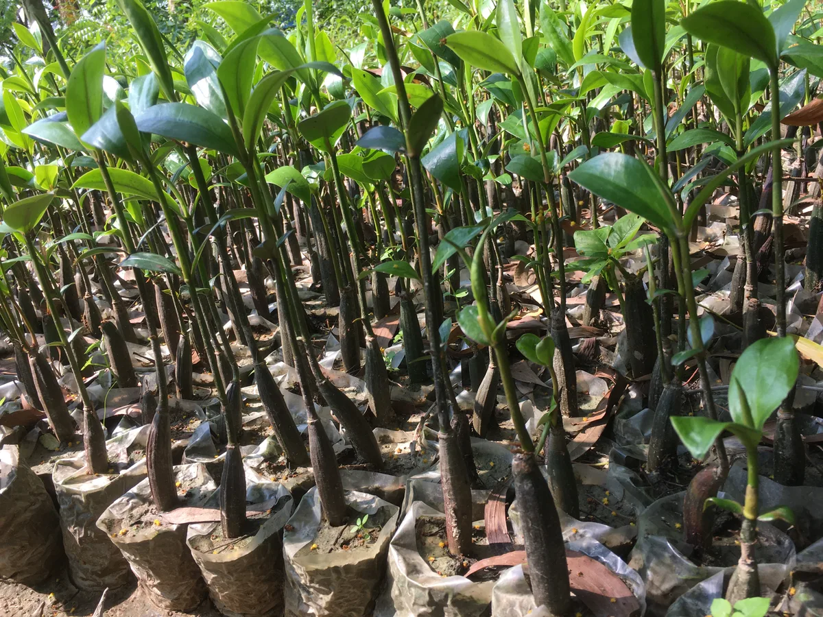 Mature mangrove saplings transferred to larger pots