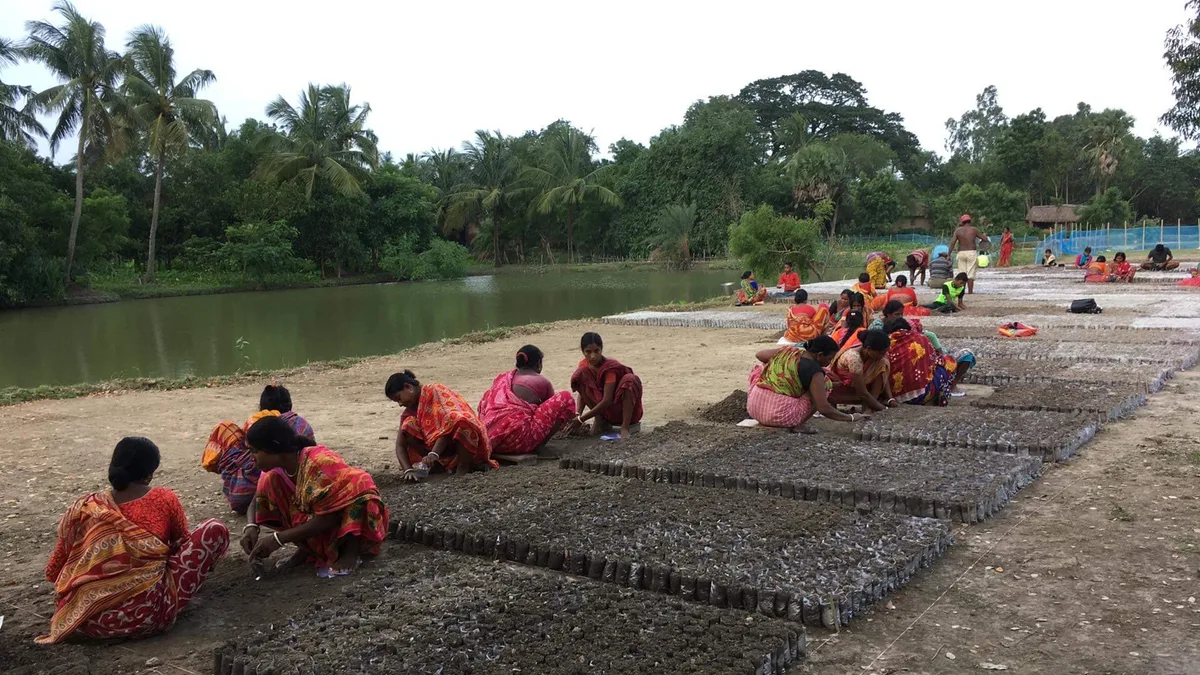 Women working with mangrove saplings beside a riverside nursery