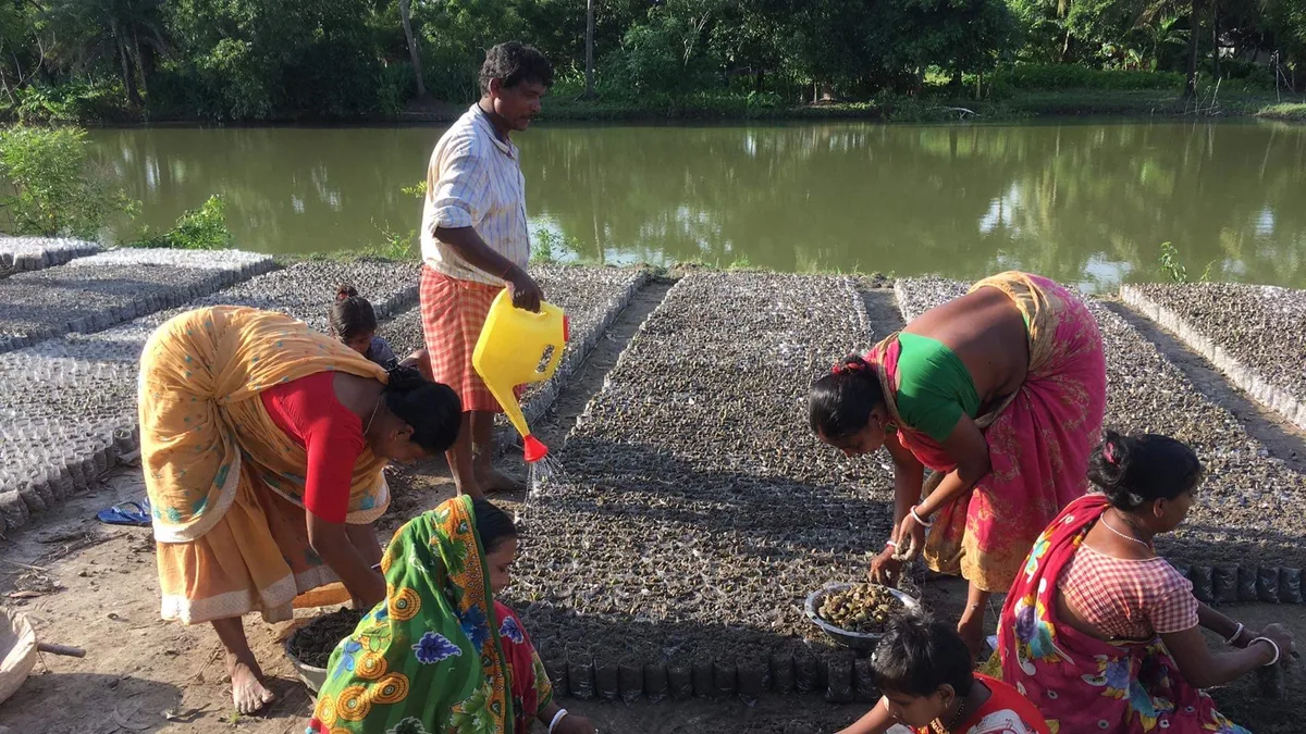 Women working with mangrove saplings beside a riverside nursery