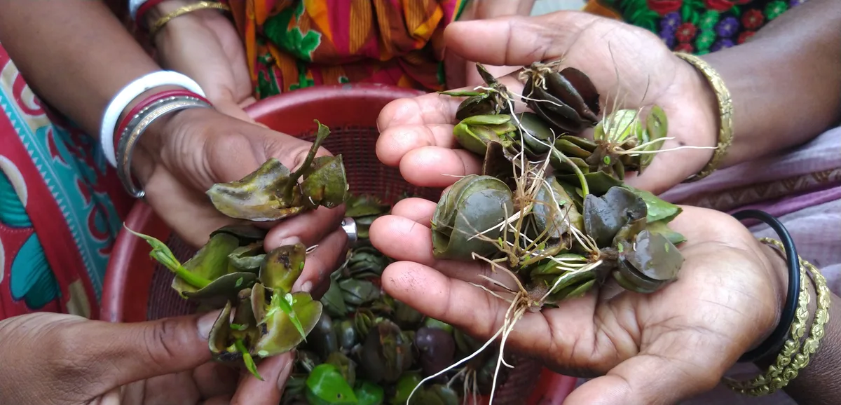 People holding collected mangrove seeds in their hands