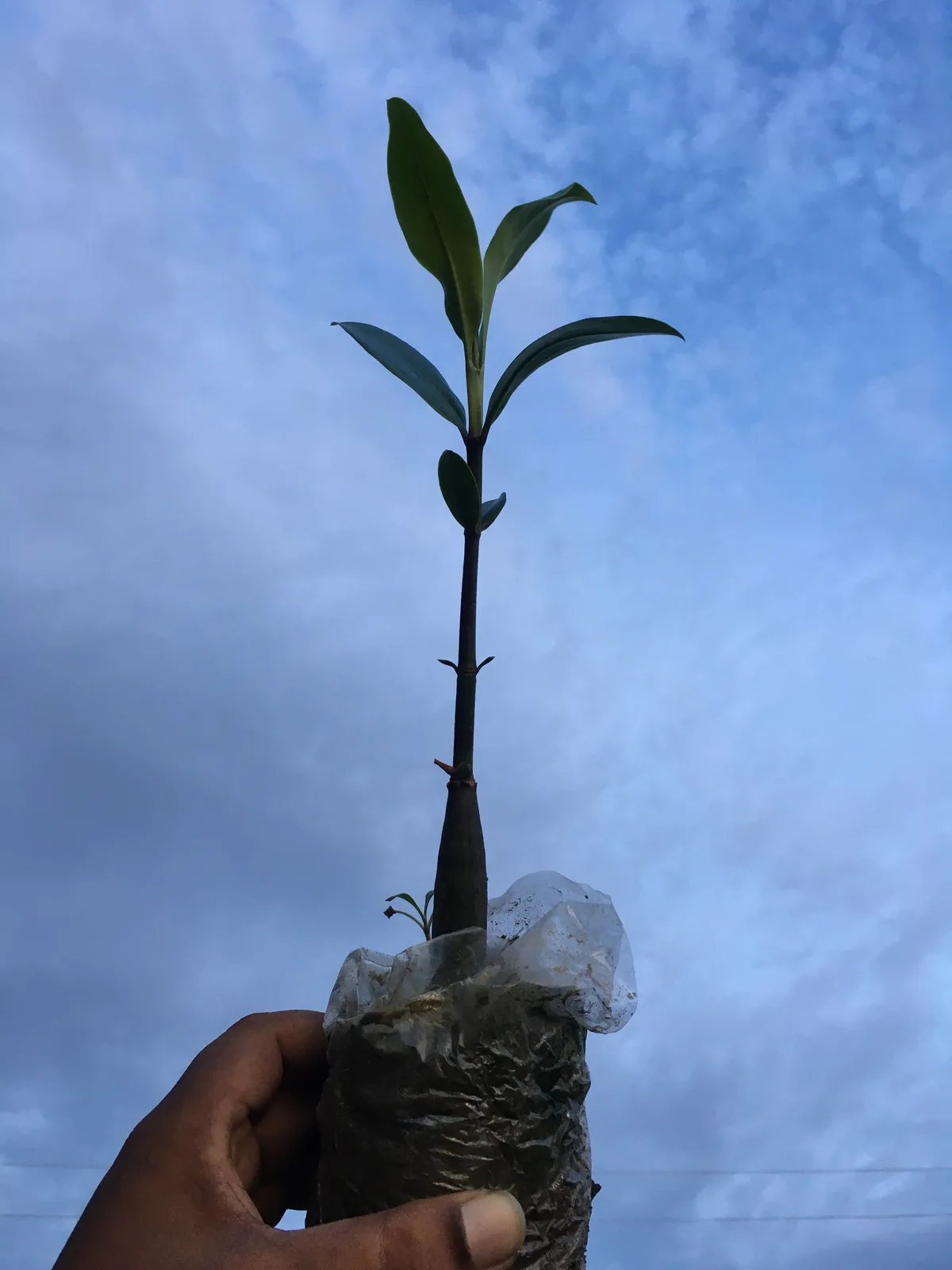 A grown mangrove sapling held against a blue sky