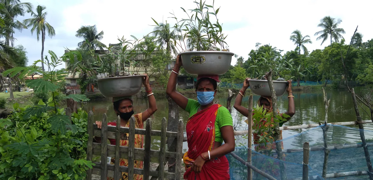 Women carrying mangrove saplings on their heads from the nursery