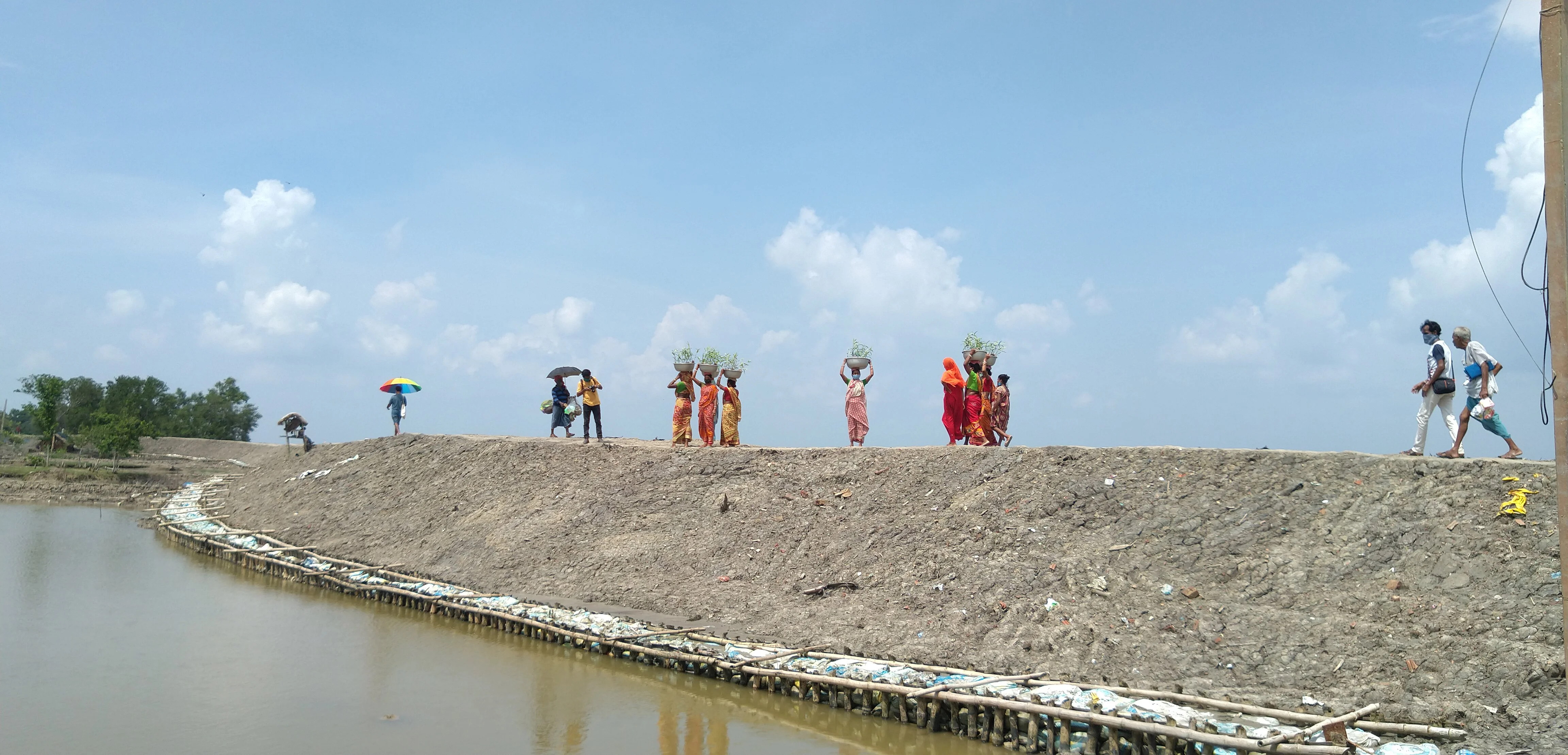 Women carrying mangrove saplings along a riverside embankment