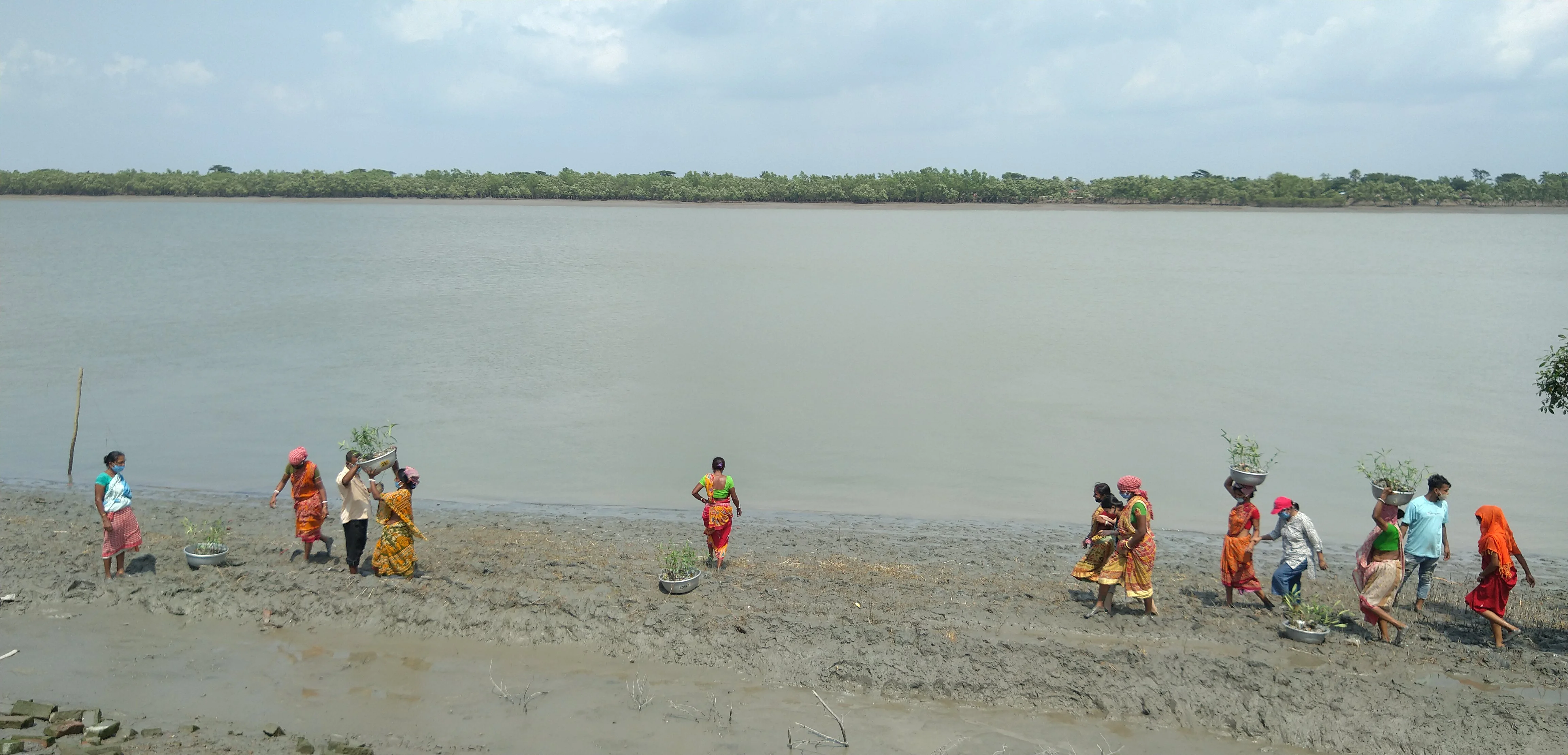 Women carrying mangrove saplings arriving at a riverside plantation site