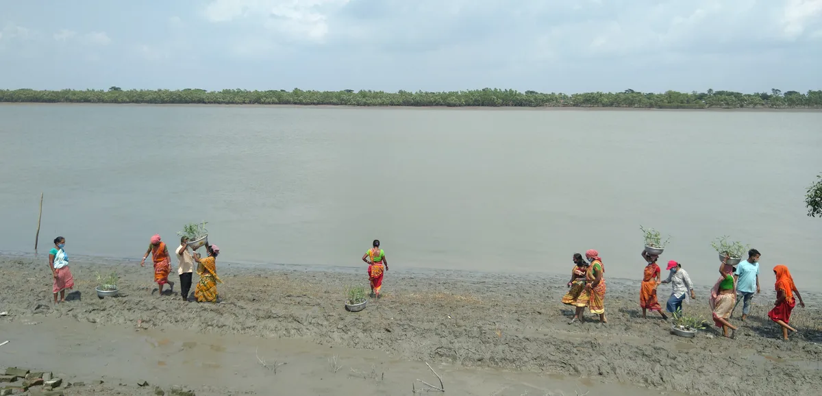 Women carrying mangrove saplings arriving at a riverside plantation site