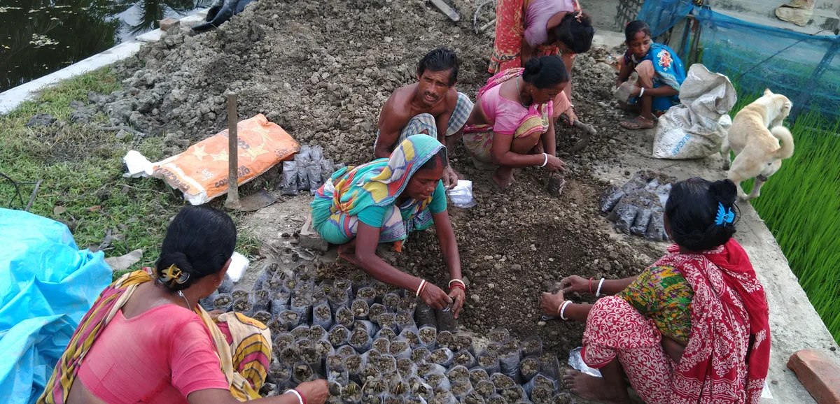 Villagers preparing mangrove saplings for planting