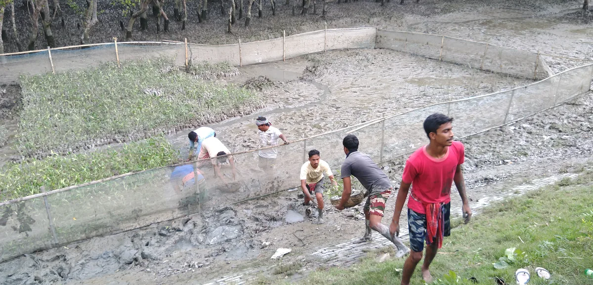 Villagers working at a riverside mangrove plantation site