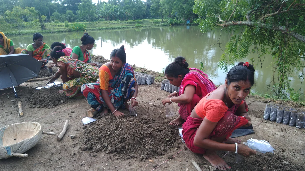 Women planting mangrove saplings beside a river