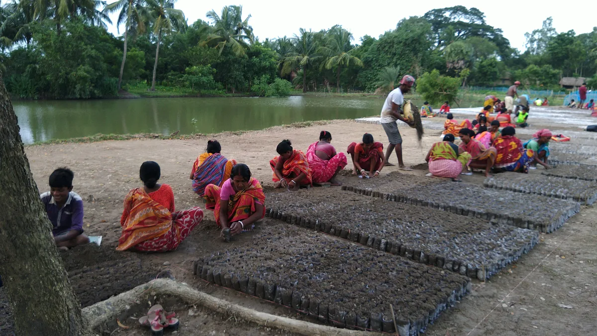 Villagers working at a riverside mangrove plantation