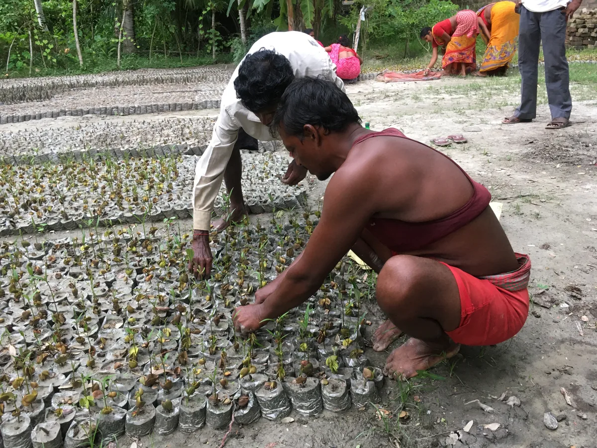 Two men preparing mangrove saplings