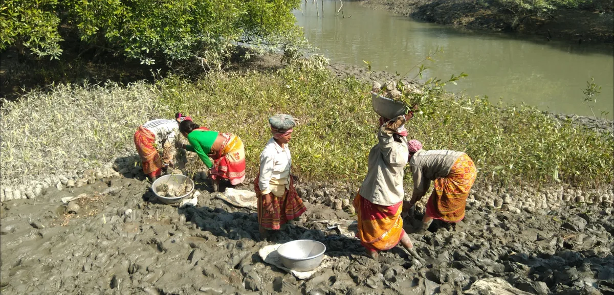 Villagers planting mangrove saplings beside a river