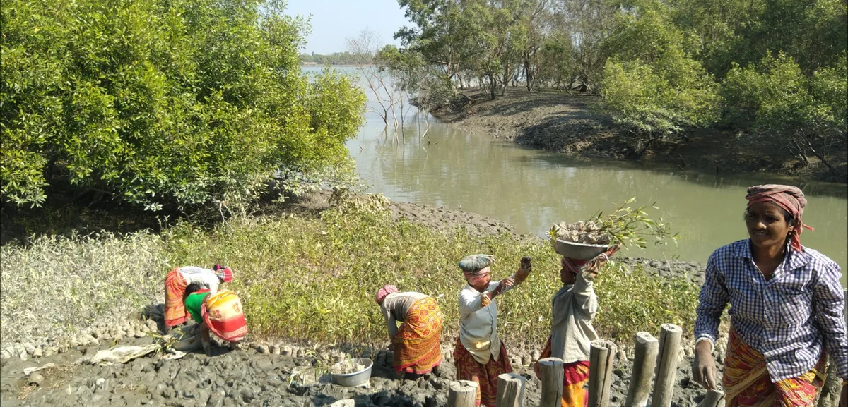 Villagers planting mangrove saplings beside a river from a wider view